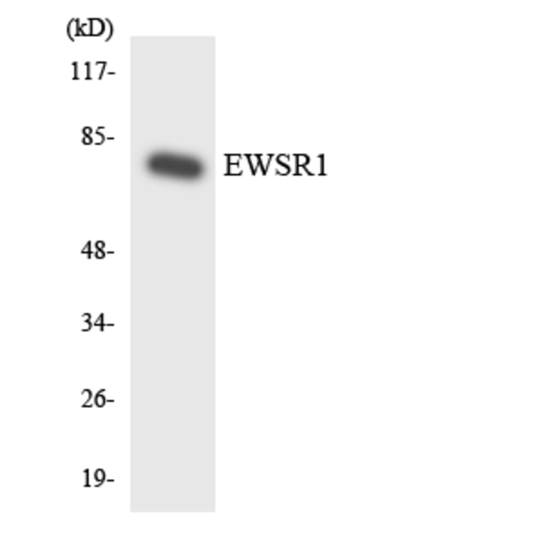 Western Blot - Anti-EWSR1 Antibody (R12-2759) - Antibodies.com