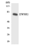 Western Blot - Anti-EWSR1 Antibody (R12-2759) - Antibodies.com