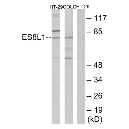 Western Blot - Anti-ES8L1 Antibody (C11395) - Antibodies.com