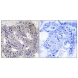 Immunohistochemistry - Anti-ES8L1 Antibody (C11395) - Antibodies.com