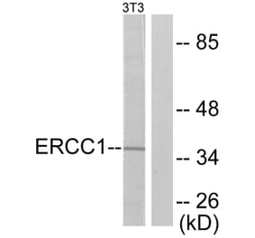 Western Blot - Anti-ERCC1 Antibody (C0184) - Antibodies.com