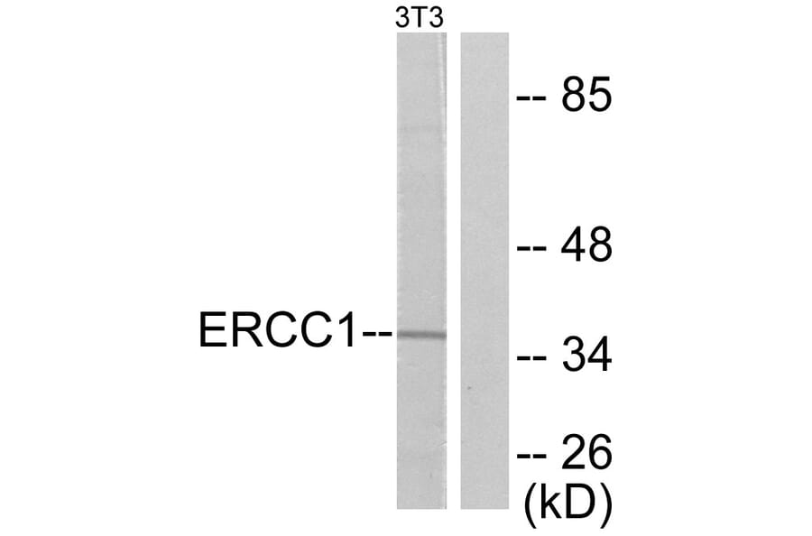 Western Blot - Anti-ERCC1 Antibody (C0184) - Antibodies.com