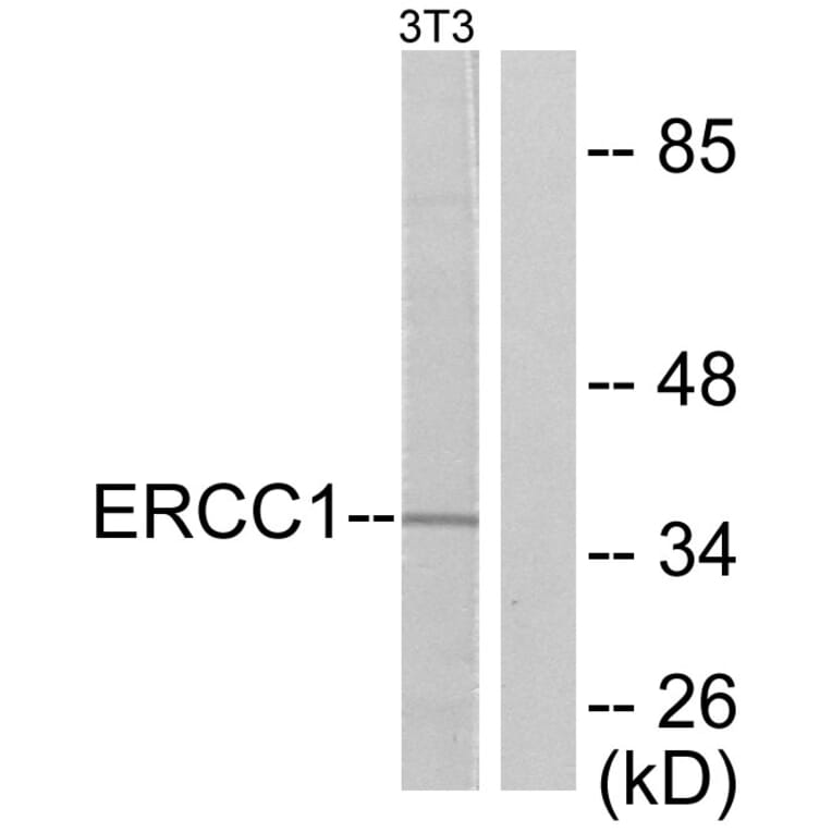 Western Blot - Anti-ERCC1 Antibody (C0184) - Antibodies.com