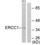 Western Blot - Anti-ERCC1 Antibody (C0184) - Antibodies.com