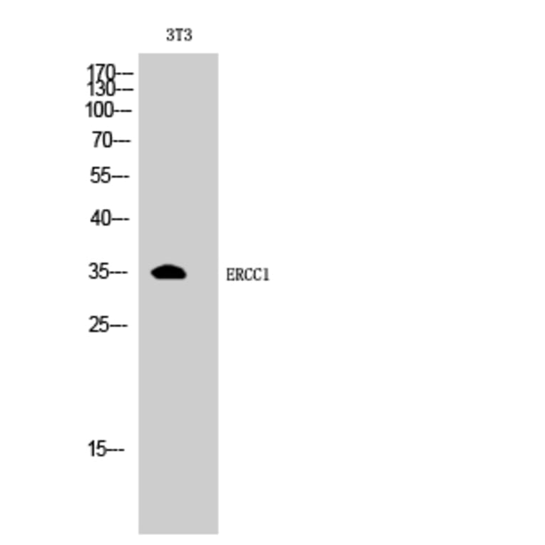 Western Blot - Anti-ERCC1 Antibody (C0184) - Antibodies.com