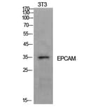 Western Blot - Anti-EPCAM Antibody (C30116) - Antibodies.com