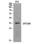 Western Blot - Anti-EPCAM Antibody (C30116) - Antibodies.com