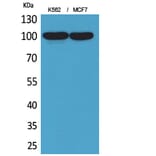 Western Blot - Anti-ENPP3 Antibody (C30491) - Antibodies.com