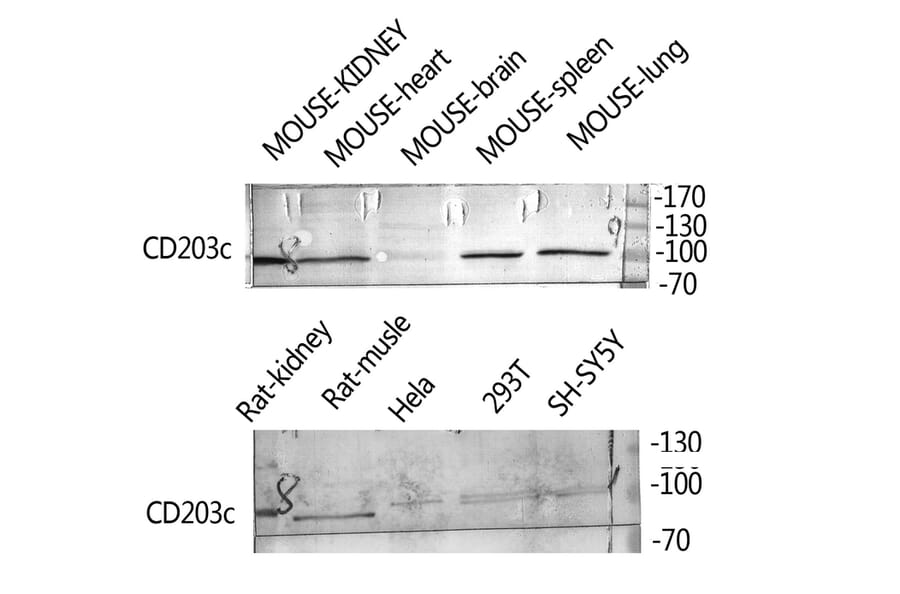 Western Blot - Anti-ENPP3 Antibody (C30491) - Antibodies.com