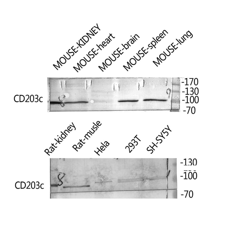 Western Blot - Anti-ENPP3 Antibody (C30491) - Antibodies.com