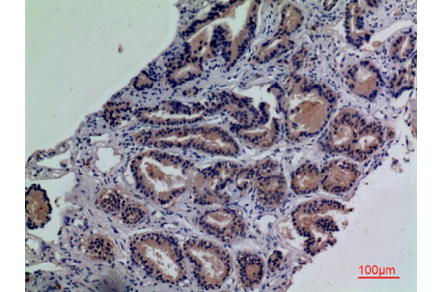 Immunohistochemistry - Anti-ENPP3 Antibody (C30491) - Antibodies.com