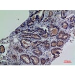 Immunohistochemistry - Anti-ENPP3 Antibody (C30491) - Antibodies.com