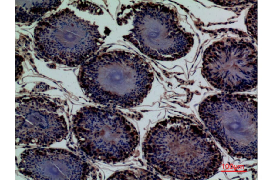 Immunohistochemistry - Anti-ENPP3 Antibody (C30491) - Antibodies.com