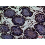 Immunohistochemistry - Anti-ENPP3 Antibody (C30491) - Antibodies.com