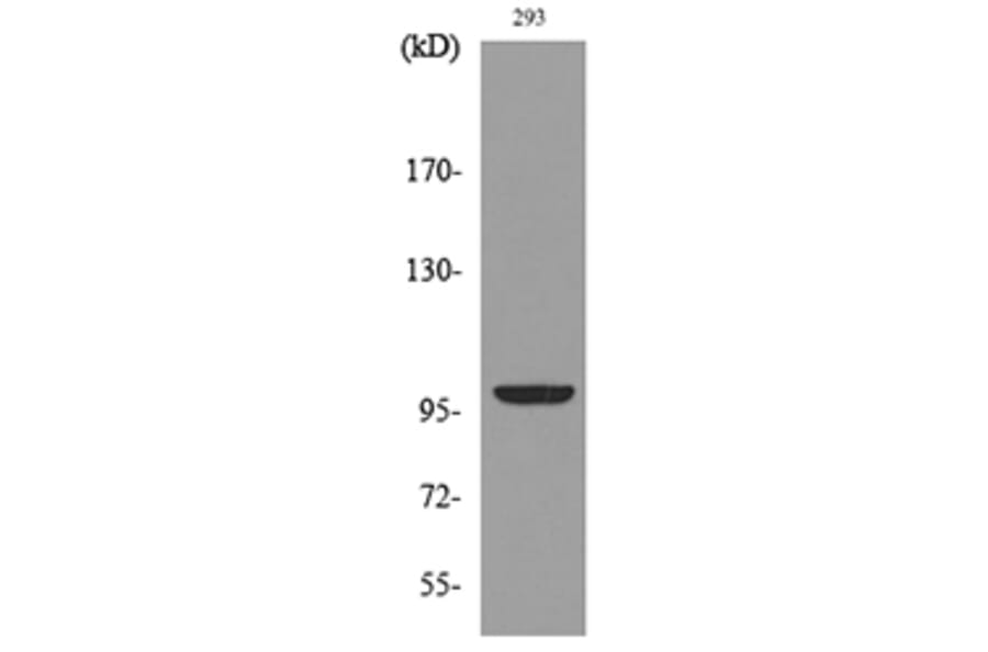 Western Blot - Anti-ENPP2 Antibody (C30050) - Antibodies.com