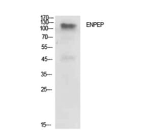 Western Blot - Anti-ENPEP Antibody (C30571) - Antibodies.com
