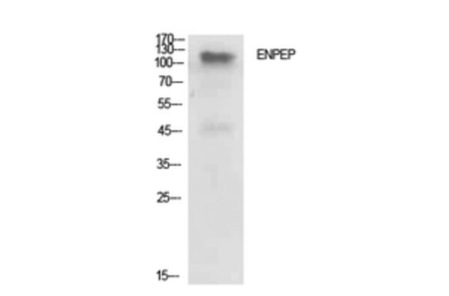 Western Blot - Anti-ENPEP Antibody (C30571) - Antibodies.com