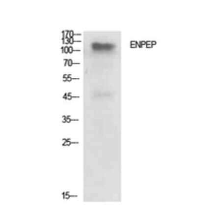 Western Blot - Anti-ENPEP Antibody (C30571) - Antibodies.com