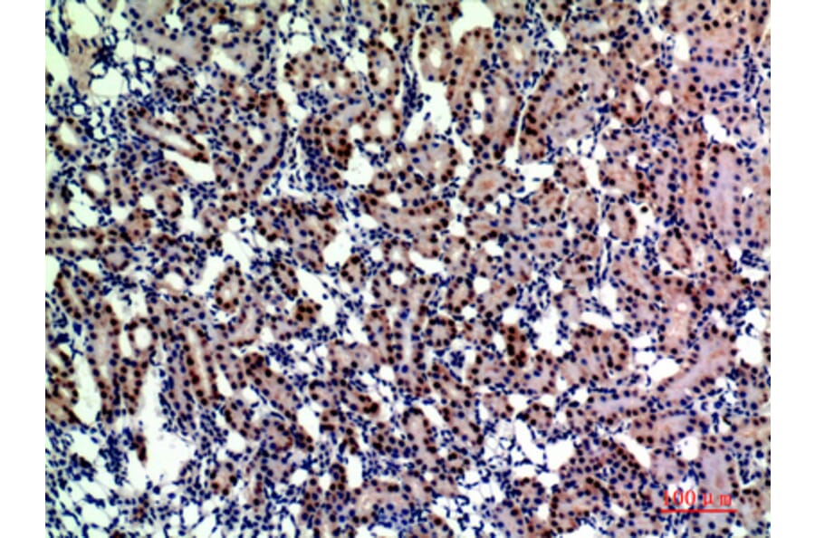 Immunohistochemistry - Anti-ENPEP Antibody (C30571) - Antibodies.com
