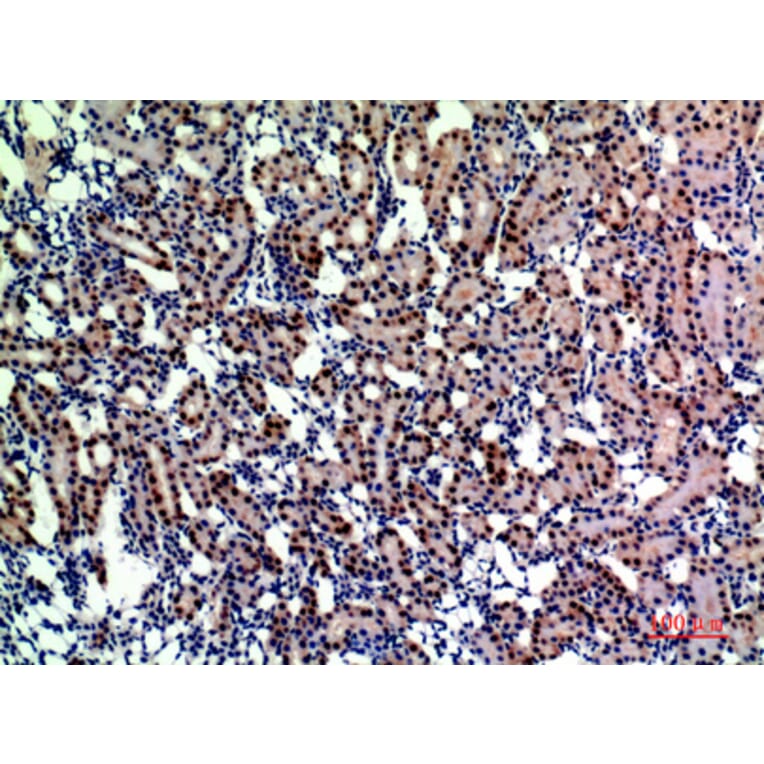Immunohistochemistry - Anti-ENPEP Antibody (C30571) - Antibodies.com