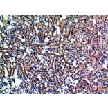 Immunohistochemistry - Anti-ENPEP Antibody (C30571) - Antibodies.com