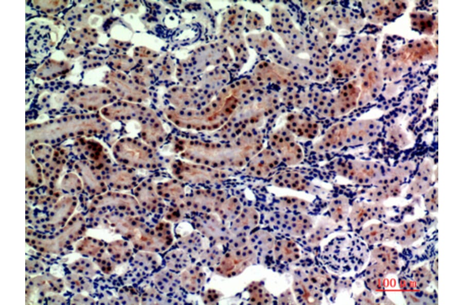 Immunohistochemistry - Anti-ENPEP Antibody (C30571) - Antibodies.com