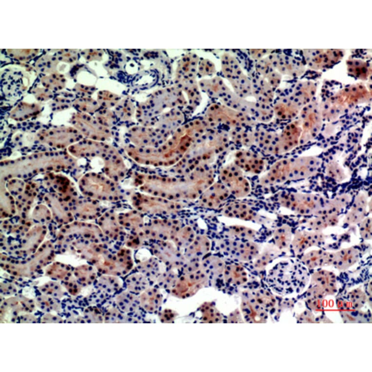 Immunohistochemistry - Anti-ENPEP Antibody (C30571) - Antibodies.com