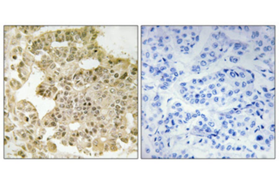 Immunohistochemistry - Anti-EIF5B Antibody (C15728) - Antibodies.com