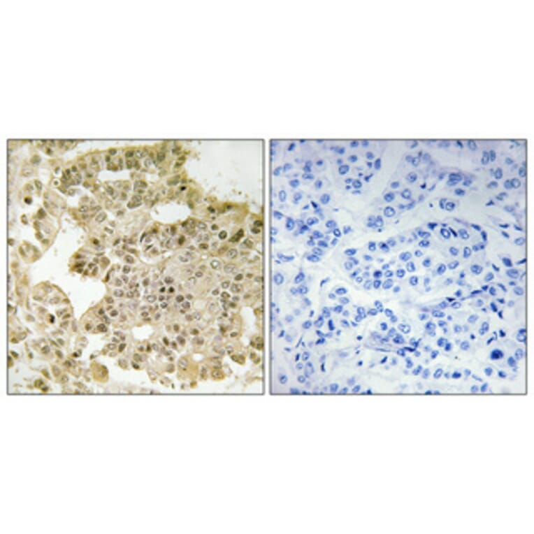 Immunohistochemistry - Anti-EIF5B Antibody (C15728) - Antibodies.com