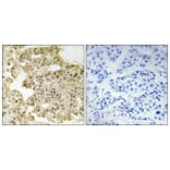 Immunohistochemistry - Anti-EIF5B Antibody (C15728) - Antibodies.com