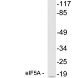 Western Blot - Anti-eIF5A Antibody (R12-2127) - Antibodies.com