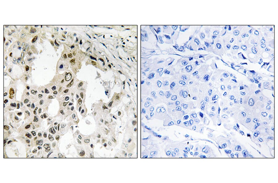 Immunohistochemistry - Anti-EIF3D Antibody (C15714) - Antibodies.com
