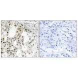 Immunohistochemistry - Anti-EIF3D Antibody (C15714) - Antibodies.com