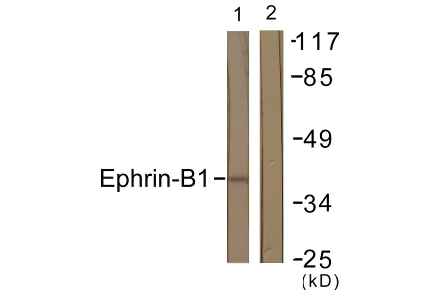 Western Blot - Anti-EFNB1 Antibody (B0916) - Antibodies.com