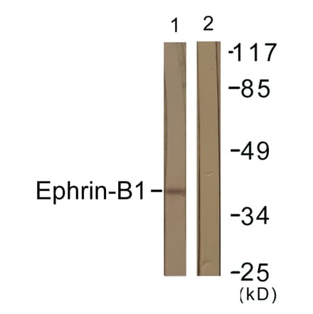 Western Blot - Anti-EFNB1 Antibody (B0916) - Antibodies.com