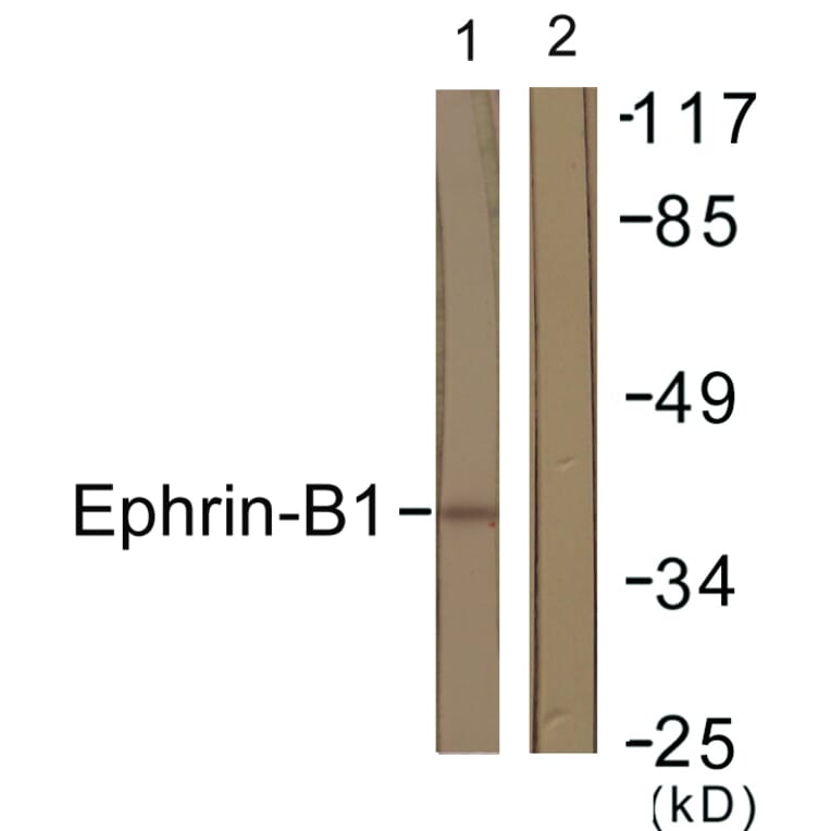 Western Blot - Anti-EFNB1 Antibody (B0916) - Antibodies.com