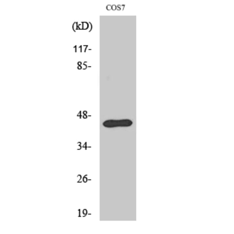 Western Blot - Anti-EFNB1 Antibody (B0916) - Antibodies.com