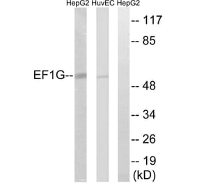 Western Blot - Anti-EEF1G Antibody (C15610) - Antibodies.com