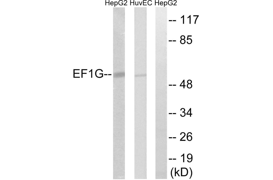 Western Blot - Anti-EEF1G Antibody (C15610) - Antibodies.com
