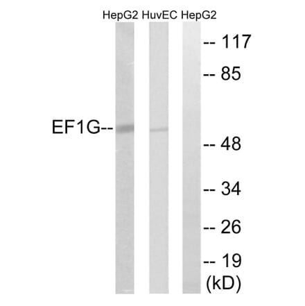 Western Blot - Anti-EEF1G Antibody (C15610) - Antibodies.com