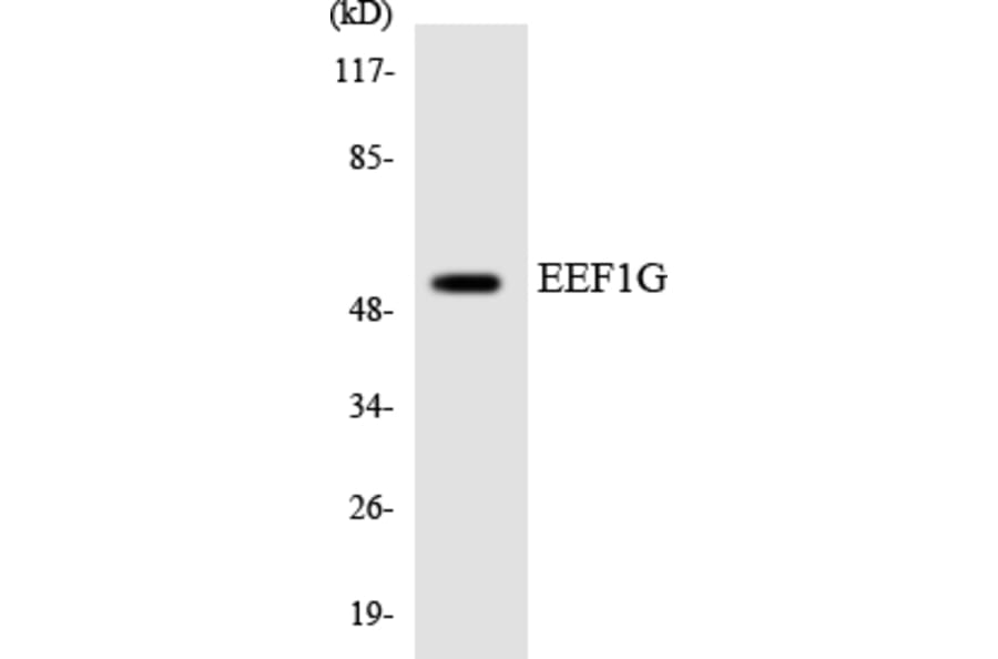 Western Blot - Anti-EEF1G Antibody (R12-2731) - Antibodies.com