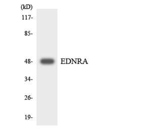 Western Blot - Anti-EDNRA Antibody (R12-2730) - Antibodies.com