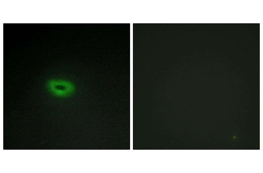 Immunofluorescence - Anti-ECRG4 Antibody (C11679) - Antibodies.com