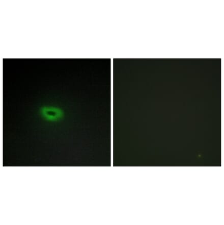 Immunofluorescence - Anti-ECRG4 Antibody (C11679) - Antibodies.com