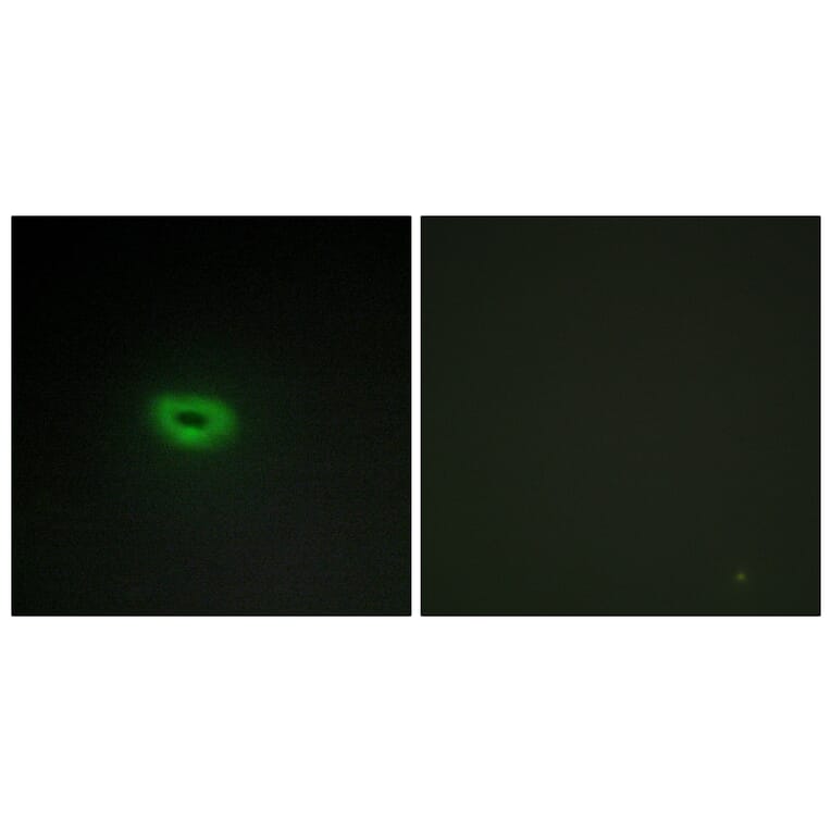 Immunofluorescence - Anti-ECRG4 Antibody (C11679) - Antibodies.com