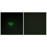 Immunofluorescence - Anti-ECRG4 Antibody (C11679) - Antibodies.com