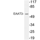 Western Blot - Anti-EAAT3 Antibody (R12-2122) - Antibodies.com