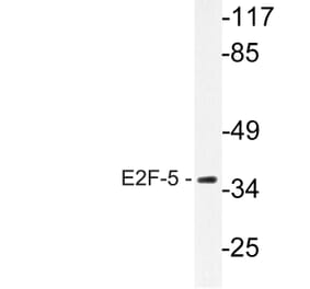 Western Blot - Anti-E2F-5 Antibody (R12-2119) - Antibodies.com