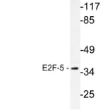 Western Blot - Anti-E2F-5 Antibody (R12-2119) - Antibodies.com