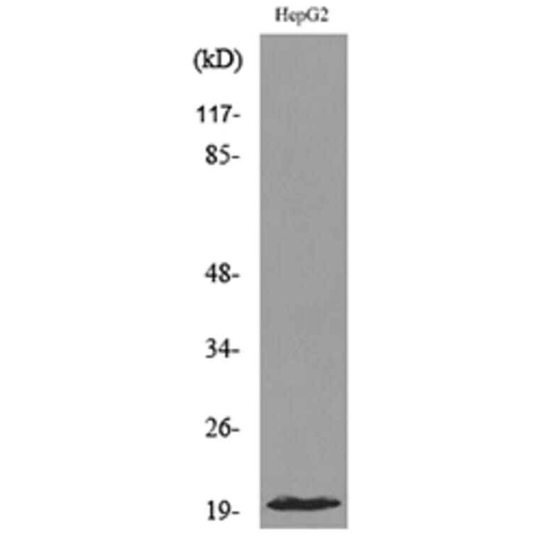 Western Blot - Anti-DUSP3 Antibody (C30285) - Antibodies.com